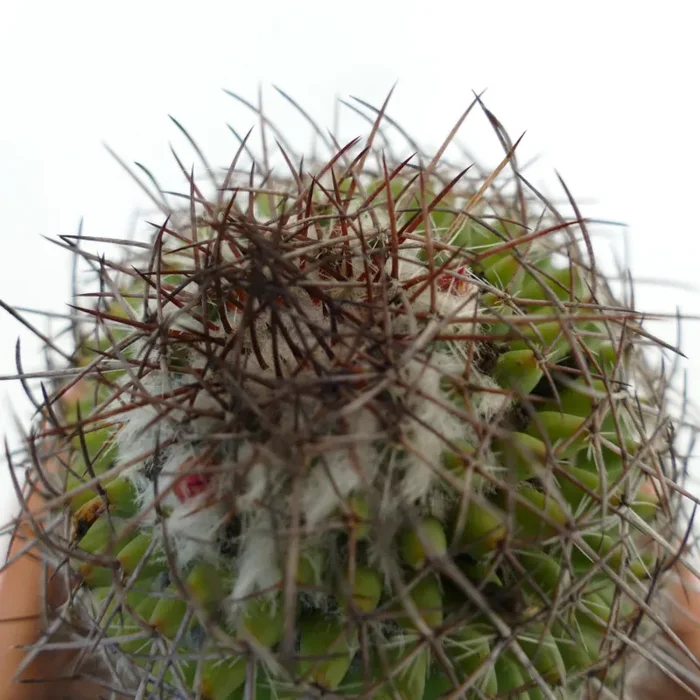 Mammillaria durispina (Sierra Zamoran) EX Reppenhagen - immagine 2