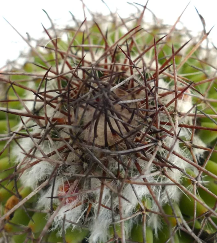 Mammillaria durispina (Sierra Zamoran) EX Reppenhagen - immagine 3