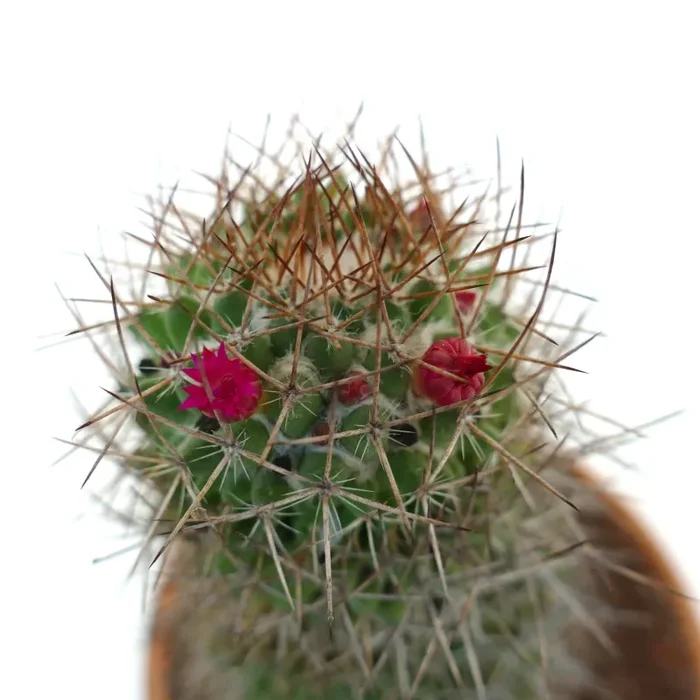 Mammillaria ingens - immagine 2