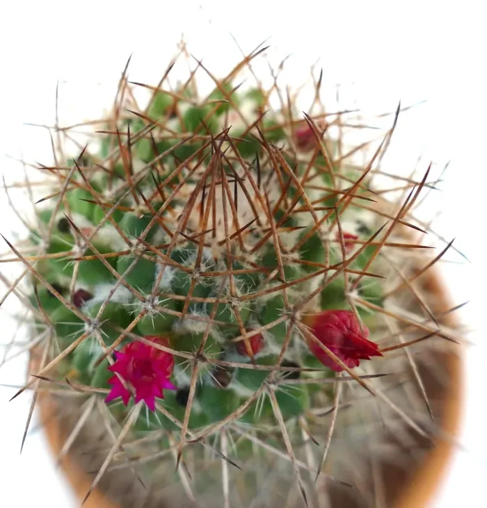 Mammillaria ingens - immagine 3