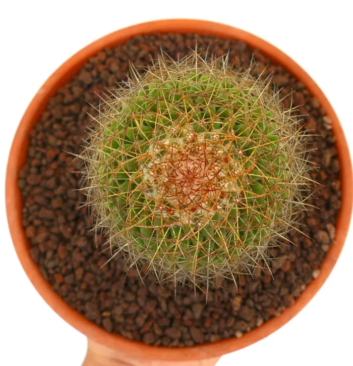 Mammillaria parkinsonii REP 2363 Pena Miller, Querétaro, Mexico - immagine 2