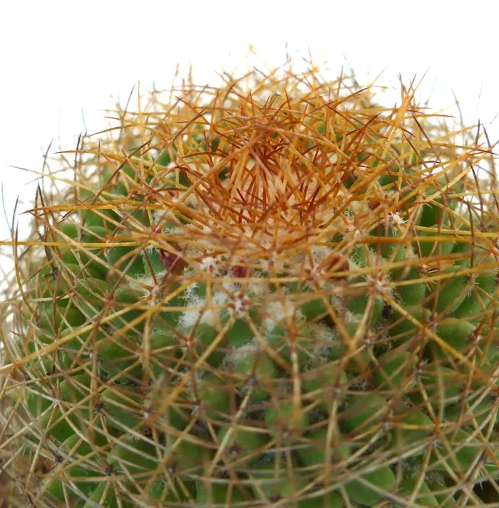 Mammillaria parkinsonii REP 2363 Pena Miller, Querétaro, Mexico - immagine 3