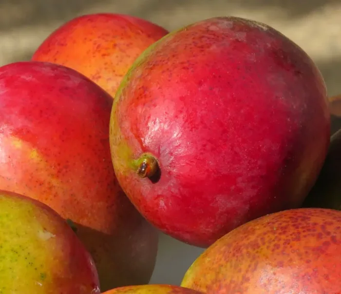 Mangifera indica cv PALMER