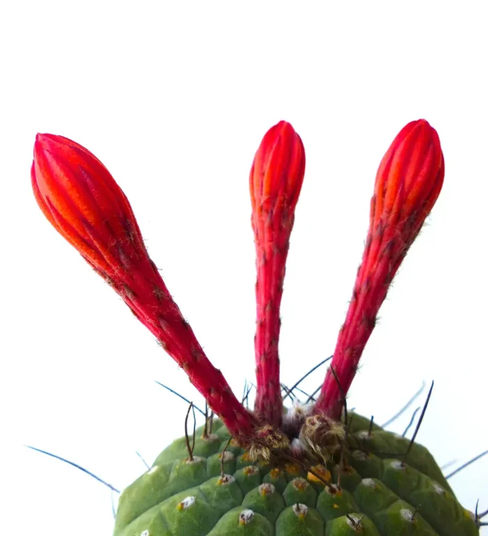 Matucana madisoniorum SEMI