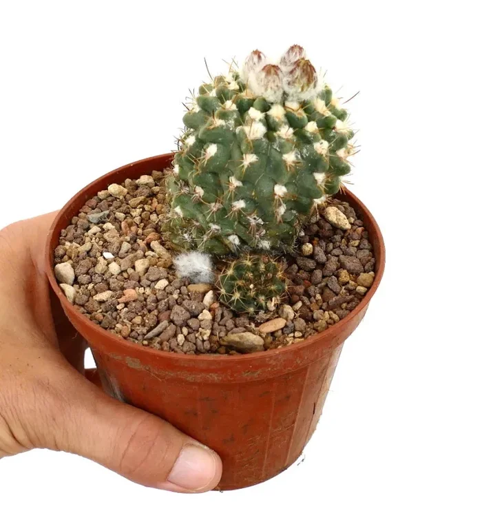 Neochilenia saxifrega 2 heads FR712-12A Vendita online