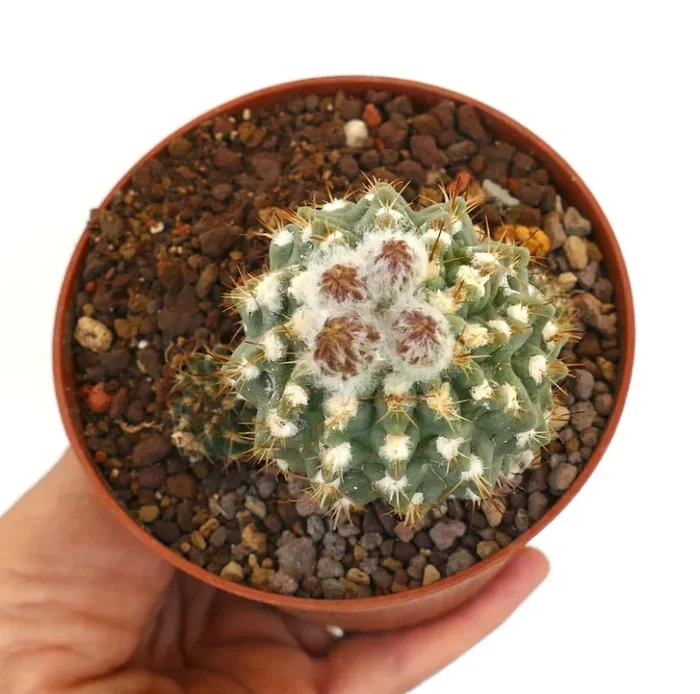 Neochilenia saxifrega 2 heads FR712-12A Vendita online - immagine 3