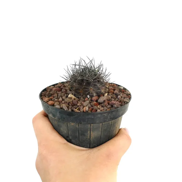 Neoporteria confinis VERY SPINY