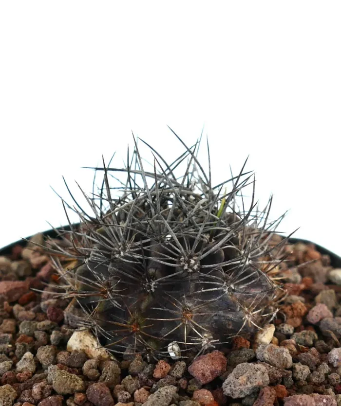 Neoporteria confinis VERY SPINY - immagine 2