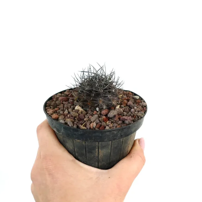 Neoporteria confinis VERY SPINY - immagine 3