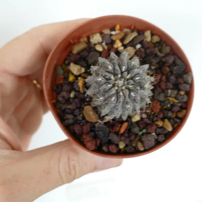 Neoporteria occulta (SELECTED GREY)