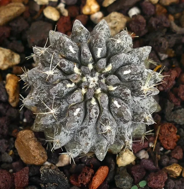 Neoporteria occulta (SELECTED GREY) - immagine 2