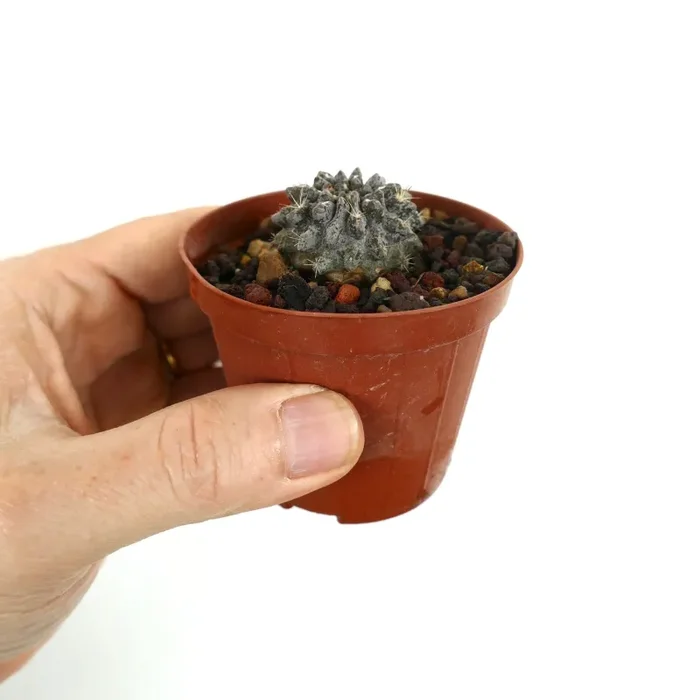 Neoporteria occulta (SELECTED GREY) - immagine 3