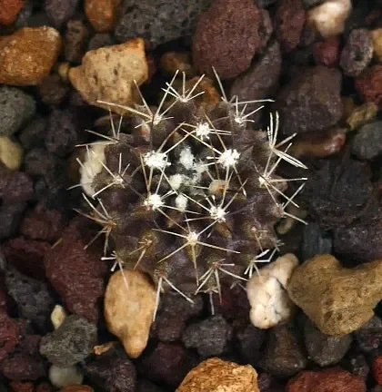 Neoporteria occulta SMALL SEEDLING (medium spines)
