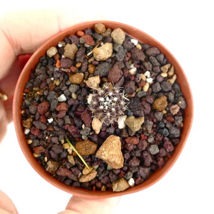 Neoporteria occulta SMALL SEEDLING (medium spines) - immagine 2