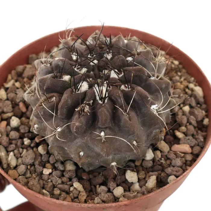 Neoporteria occulta South of Paposo, Chile A85