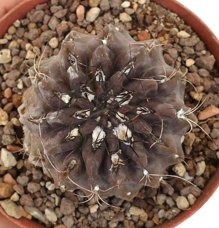 Neoporteria occulta South of Paposo, Chile A85 - immagine 2