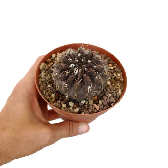 Neoporteria occulta South of Paposo, Chile A85 - immagine 3