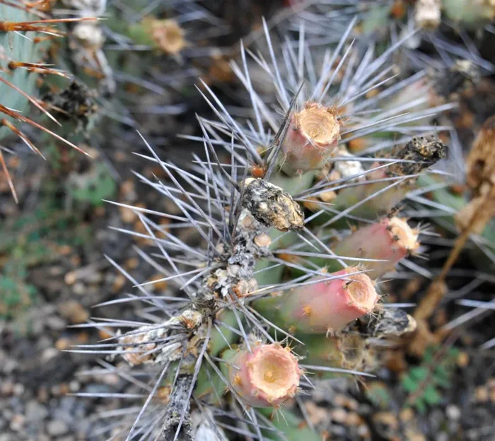 Opuntia phaeacantha SEMI