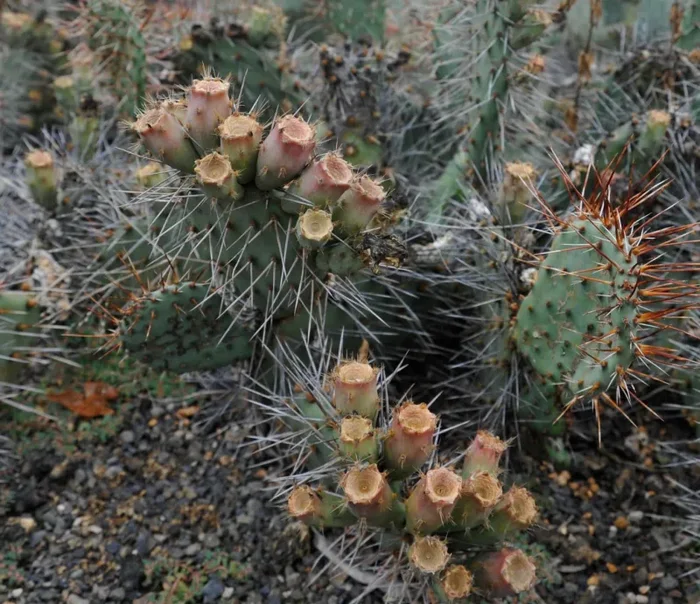Opuntia phaeacantha SEMI - immagine 2
