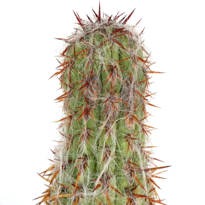 Oreocereus celsianus EXTRA OLD A70 Saldi