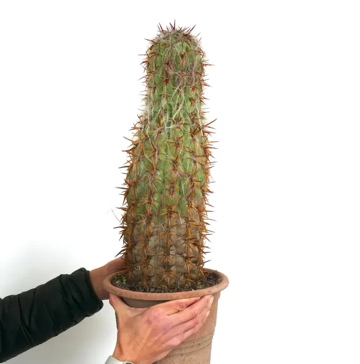 Oreocereus celsianus EXTRA OLD A70 Saldi - immagine 3