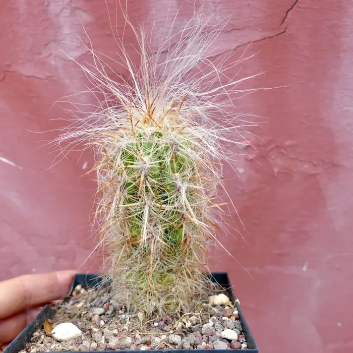 Oreocereus celsianus LONG HAIRS