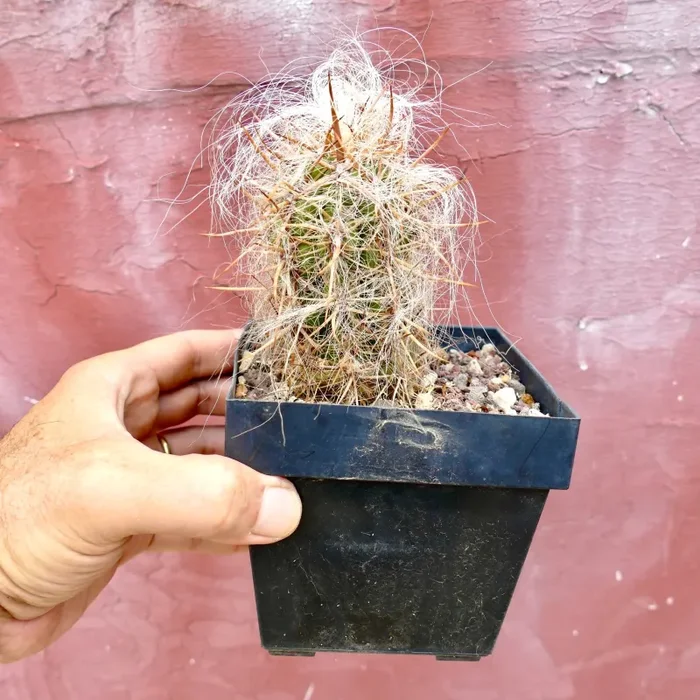 Oreocereus celsianus var. celisianus - immagine 2