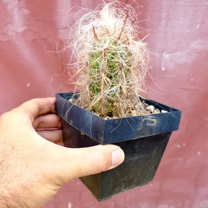 Oreocereus celsianus var. celisianus - immagine 3