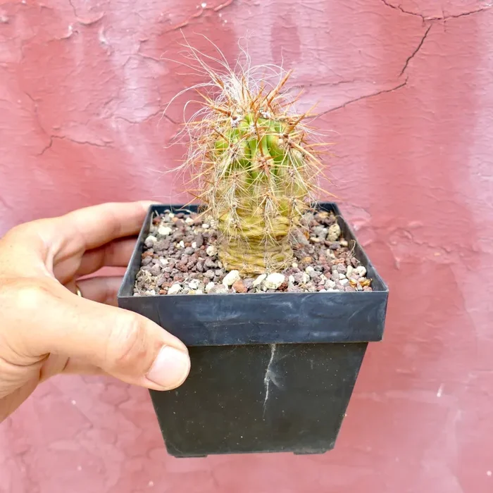 Oreocereus celsianus var. celsianus - immagine 2