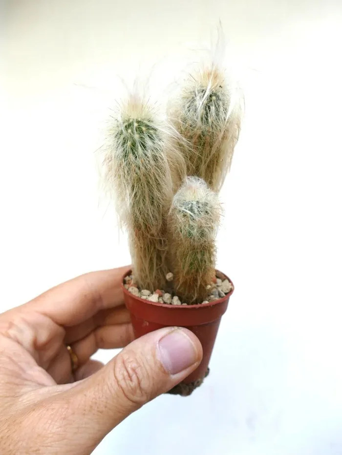 Oreocereus lanatus (3 PLANTS)