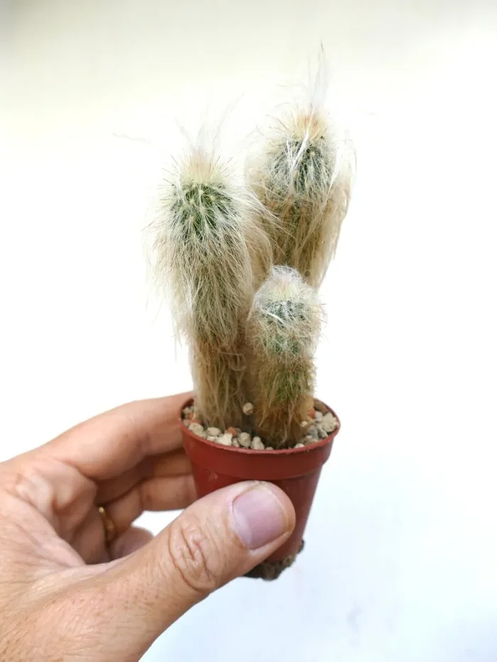 Oreocereus lanatus (3 PLANTS) - immagine 2