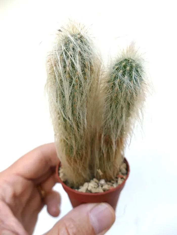 Oreocereus lanatus (3 PLANTS) - immagine 3