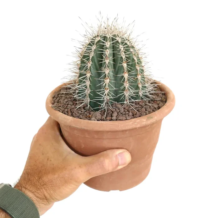 Pachycereus pringlei 70