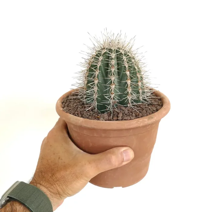 Pachycereus pringlei 70 - immagine 2