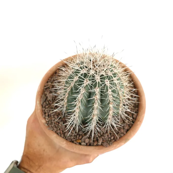 Pachycereus pringlei 70 - immagine 3
