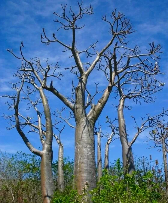 Pachypodium rutenbergianum SEMI