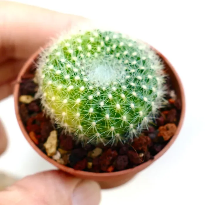 Parodia chrysacanthion DE7 Vendita calda