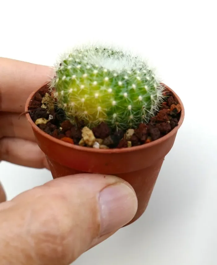 Parodia chrysacanthion DE7 Vendita calda - immagine 2