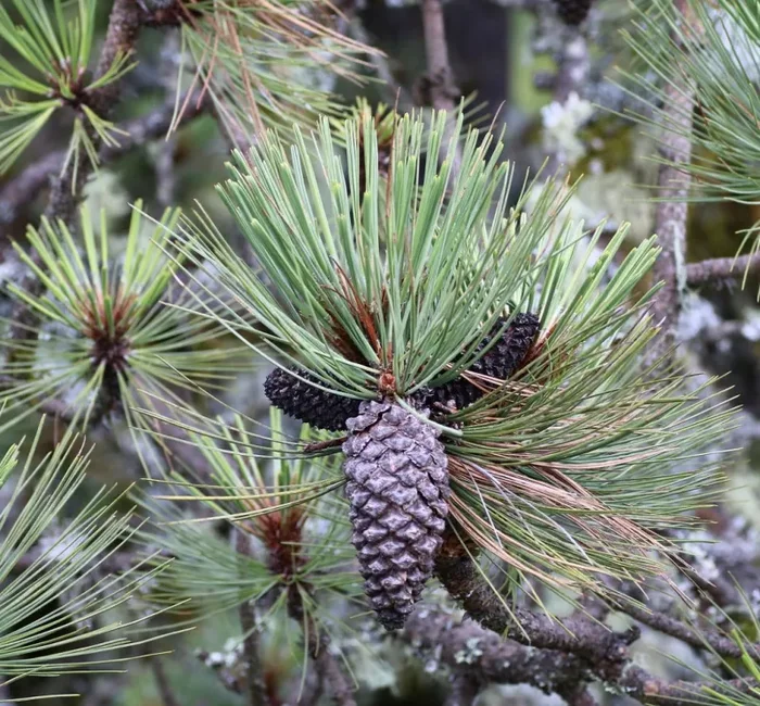 Pinus hartwegii SEEDS