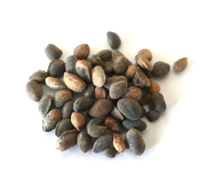 Pinus hartwegii SEEDS - immagine 2