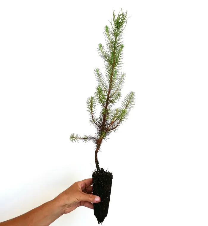 Pinus pinea - immagine 2