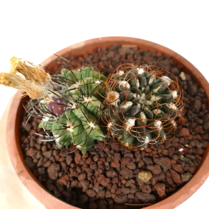 Pyrrhocactus sp. (2 plants) - immagine 2