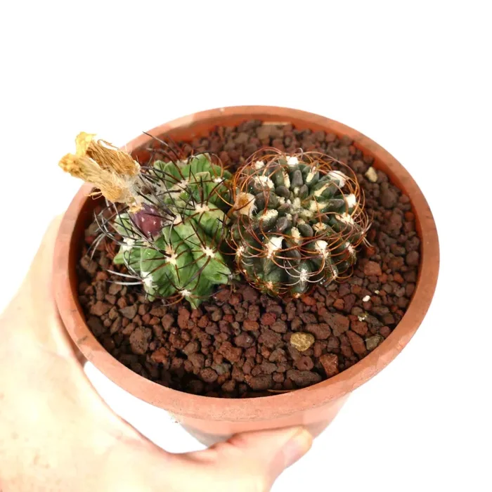 Pyrrhocactus sp. (2 plants) - immagine 3