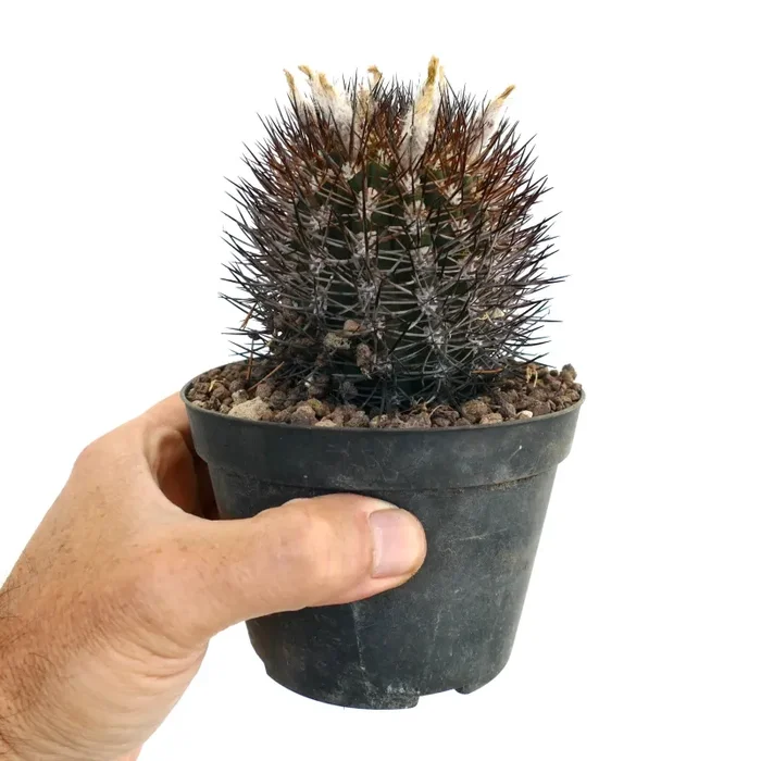 Pyrrocactus sp. (Los Colorados, Chile) 993 - immagine 2