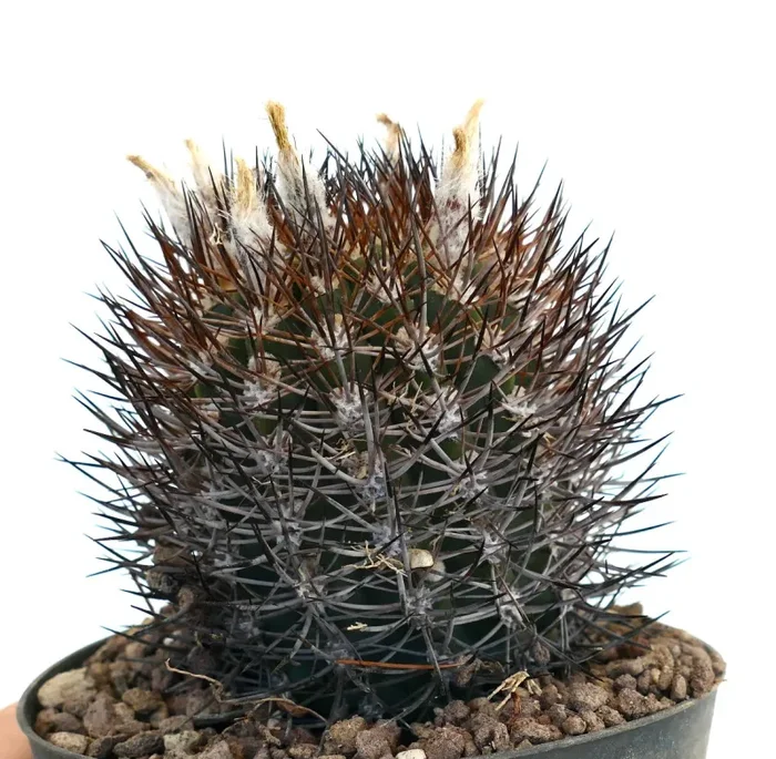 Pyrrocactus sp. (Los Colorados, Chile) 993 - immagine 3