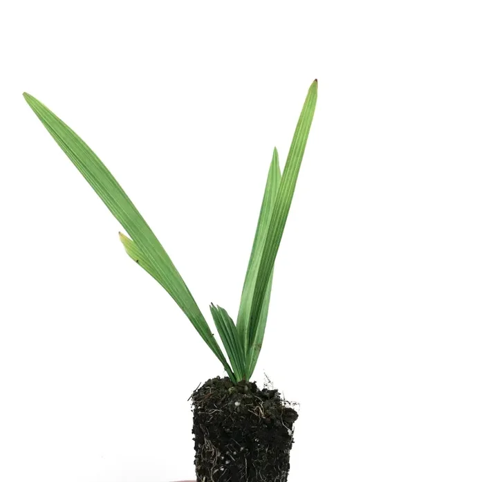 Sabal minor - immagine 2