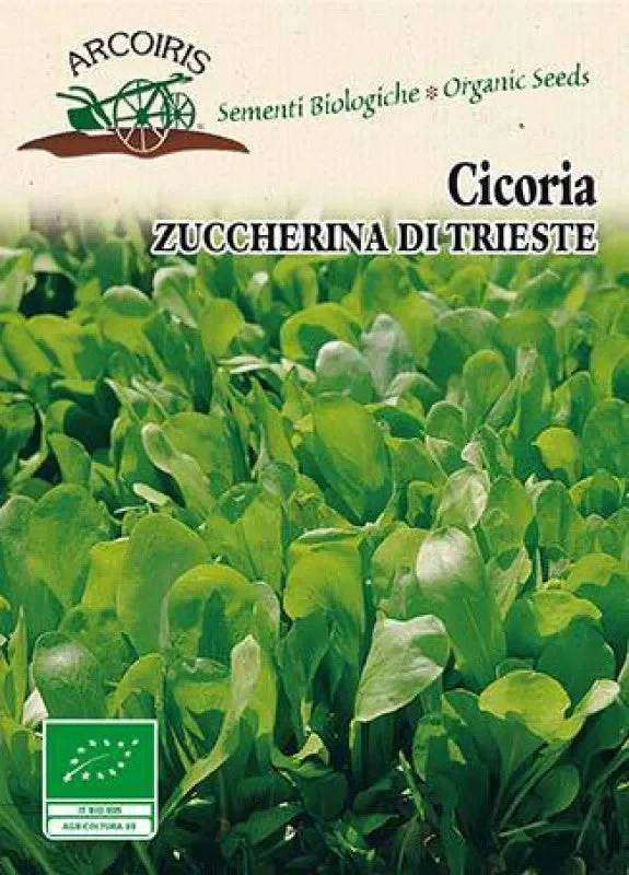 Semi da orto bio – Cicoria Zuccherina di Trieste
