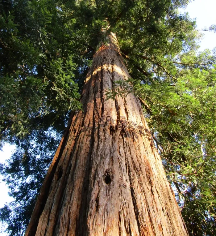 Sequoiadendron sempervirens