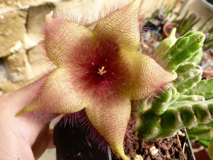 Stapelia affinis hirsuta RH532 SEEDS - immagine 2