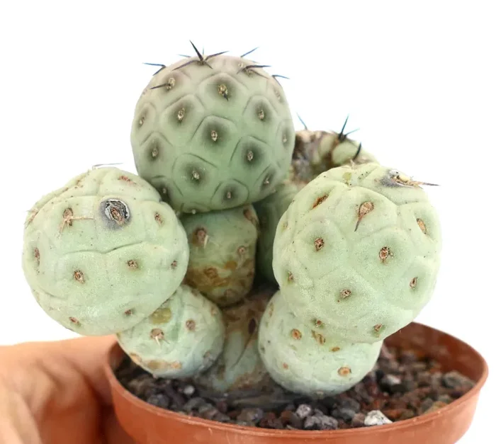 Tephrocactus geometricus 5 HEADS CLUSTER - immagine 2